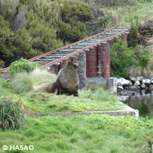 zl9hr 39 20121228 1296943818