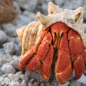 Hermit crab